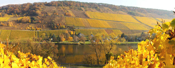 Ein herbstliches Foto der Weinberge an der Mosel, mit buntem Laub und einer ruhigen, goldenen Atmosphäre.
