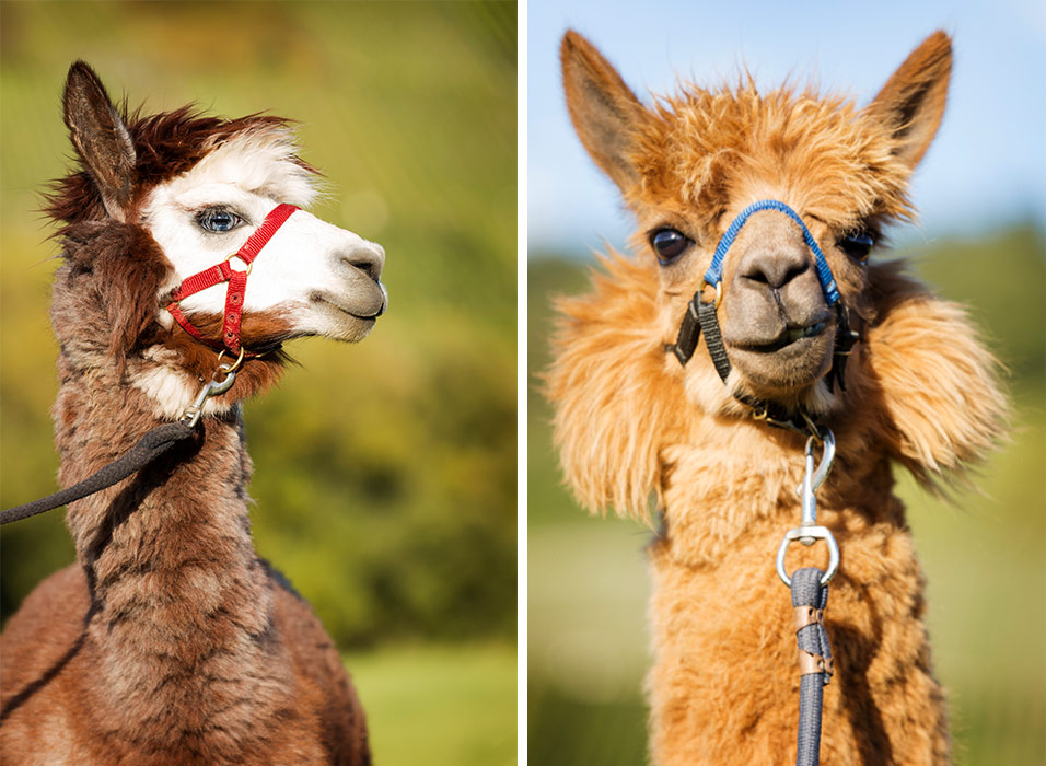 Alpacas Hotel Deutschherrenhof Zeltingen Rachtig